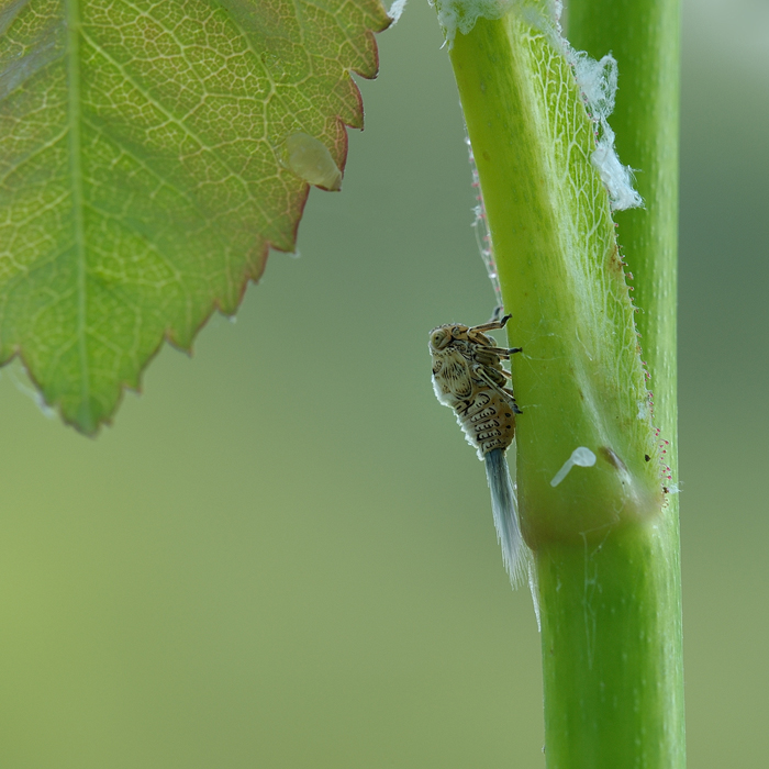 Con il pelo nel sedere?....Famiglia Issidae sp.