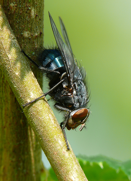 Calliphora vicina (Calliphoridae).