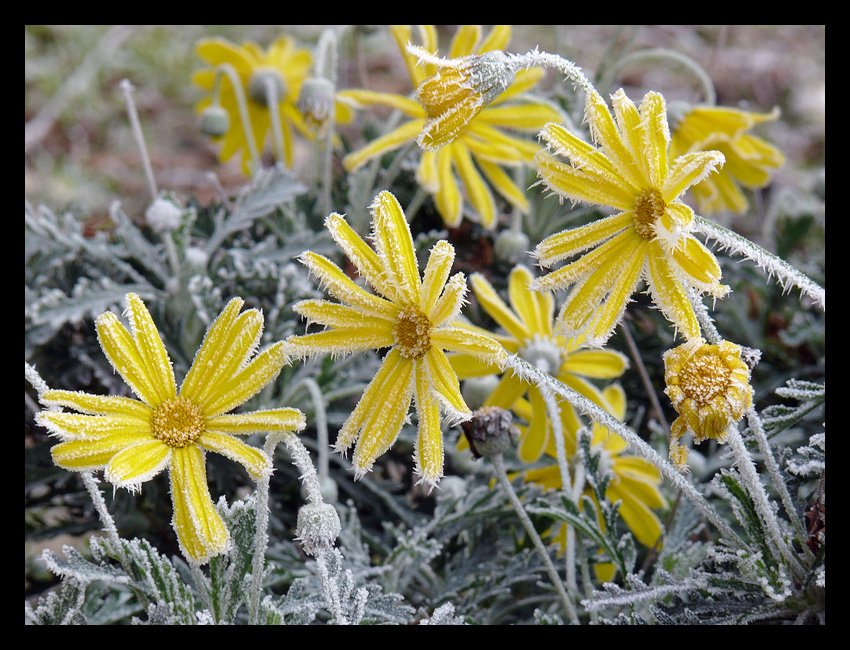 fiori tra i cristalli