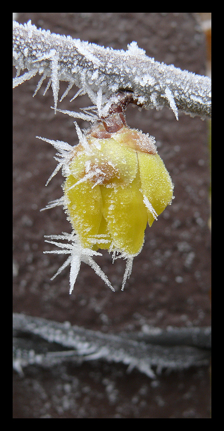 giallo e ghiacciato