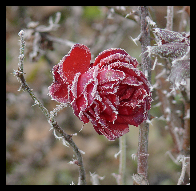 fiori tra i cristalli