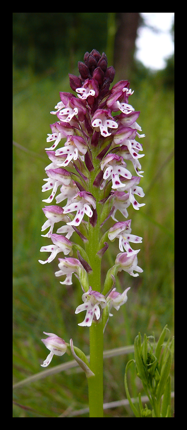 Orchis ustulata