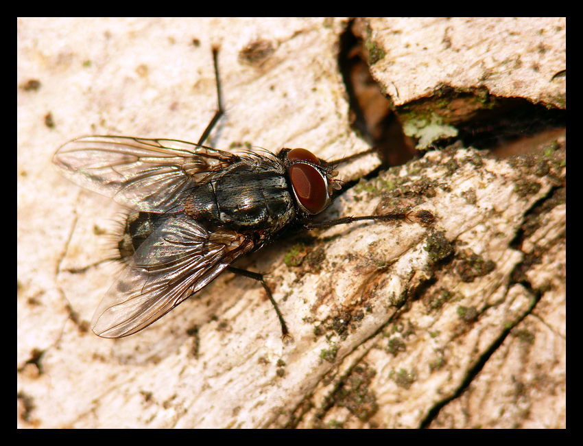 moscone d''Ottobre: Muscina prolapsa M (Muscidae)