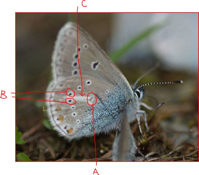 conferma lepidotteri dalla Svizzera