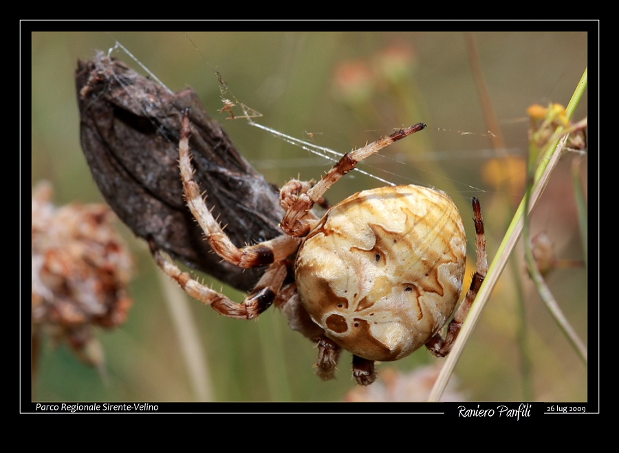 Araneus grossus