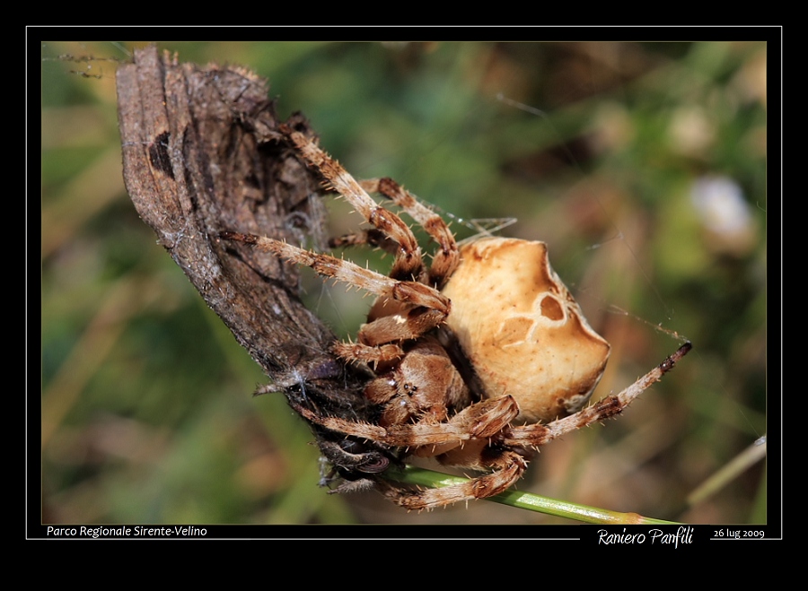 Araneus grossus