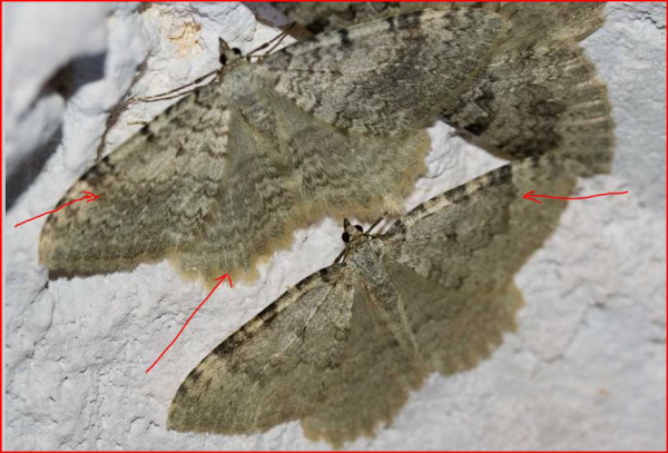 in una grotta : Triphosa sp