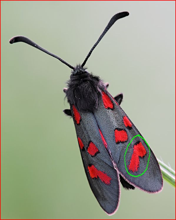 Zygaena da identificare...