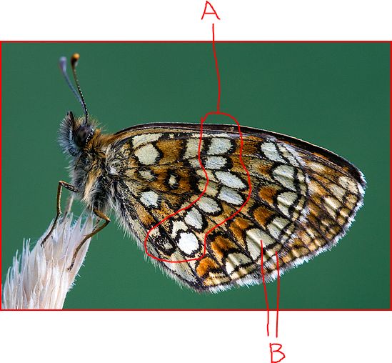 da identificare - Melitaea sp.