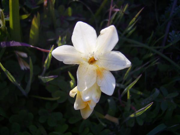 Freesia refracta