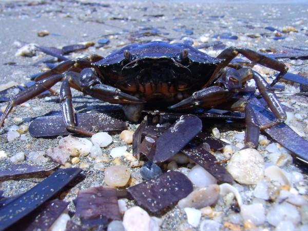 Carcinus aestuarii