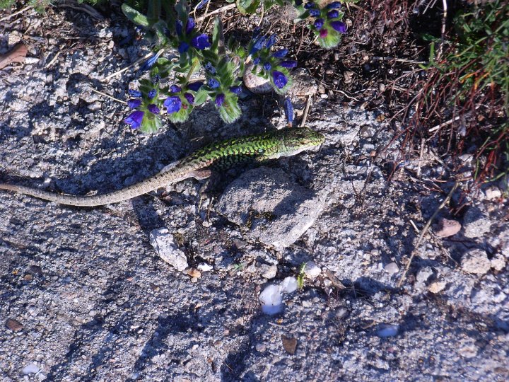 Identificazione lucertola Sardegna