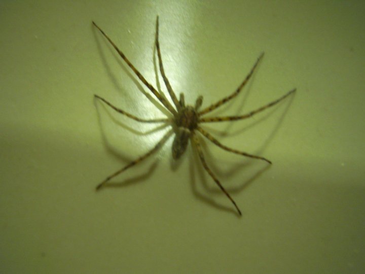 Philodromidae