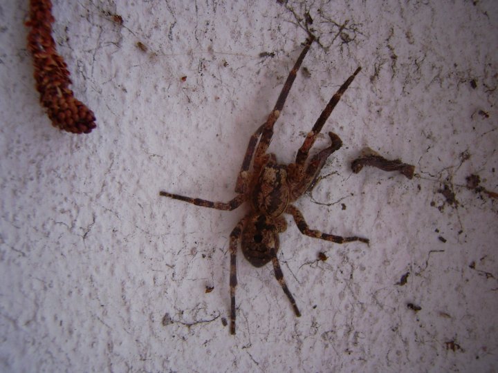 Zoropsis sp.