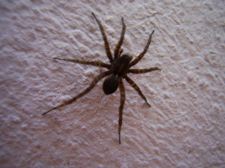 Pardosa sp.