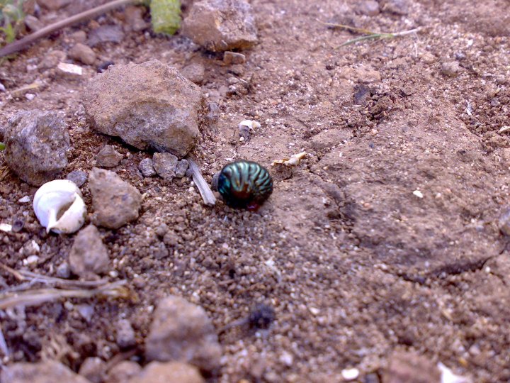 Larva di Timarcha?