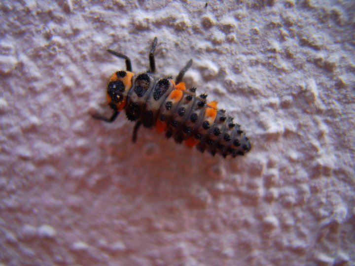 Larva di Coccinella sectempunctata