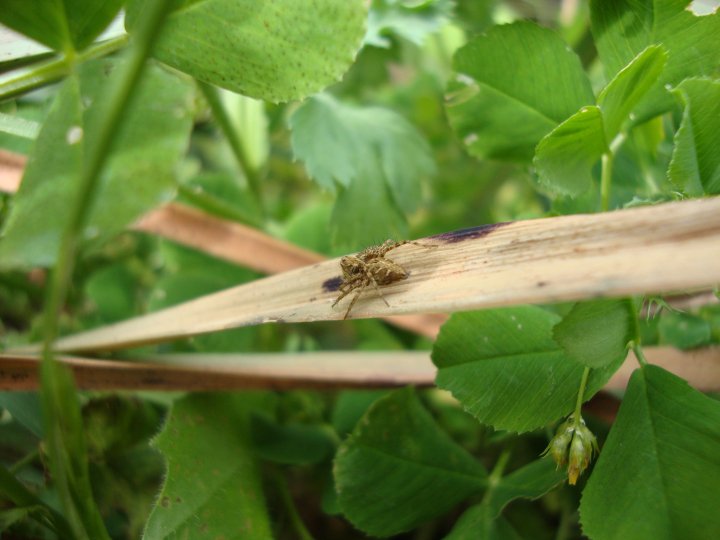 Oxyopes sp.