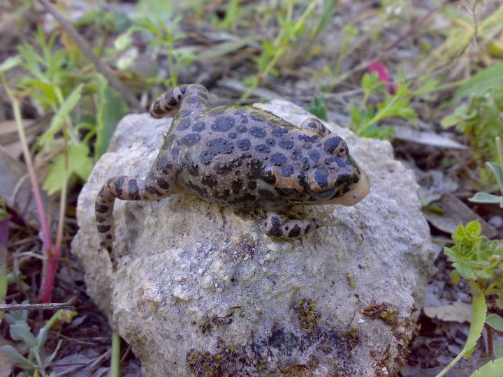 Identificaz. rospo morto - Bufotes balearicus