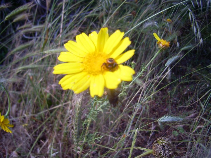 Synema globosum