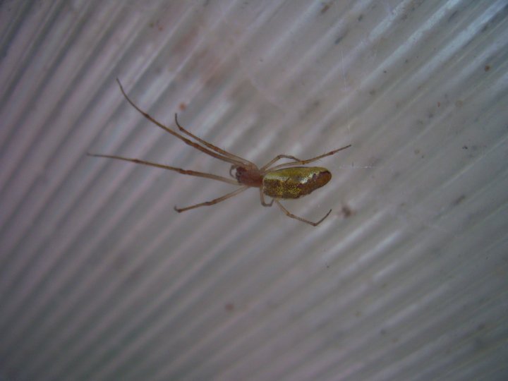 Tetragnatha sp.