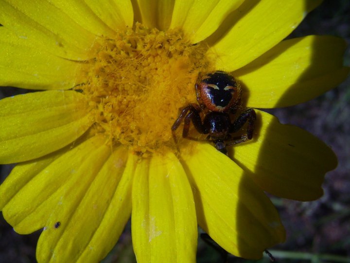 Synema globosum