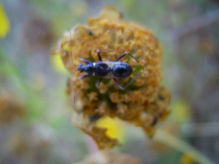 Nabidae: ninfa di Himacerus apterus della Sardegna (OR)