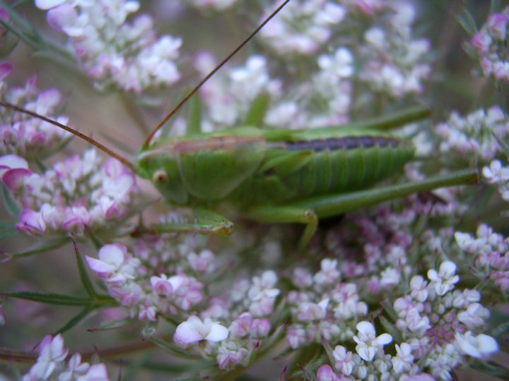 Cavalletta Sarda: Ninfa di Tettigonia sp.