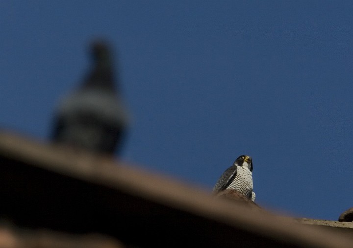 Falco Pellegrino urbano (Bologna centro)