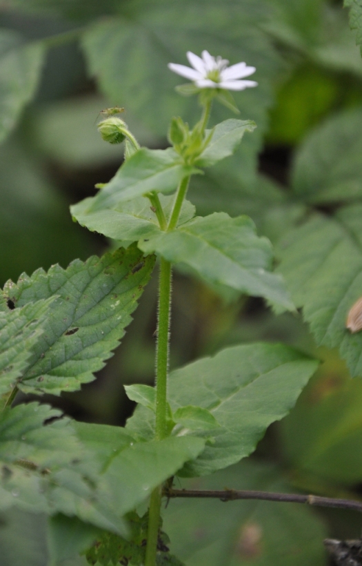 Stellaria aquatica (=Myosoton aquaticum) / Centocchio acquatico