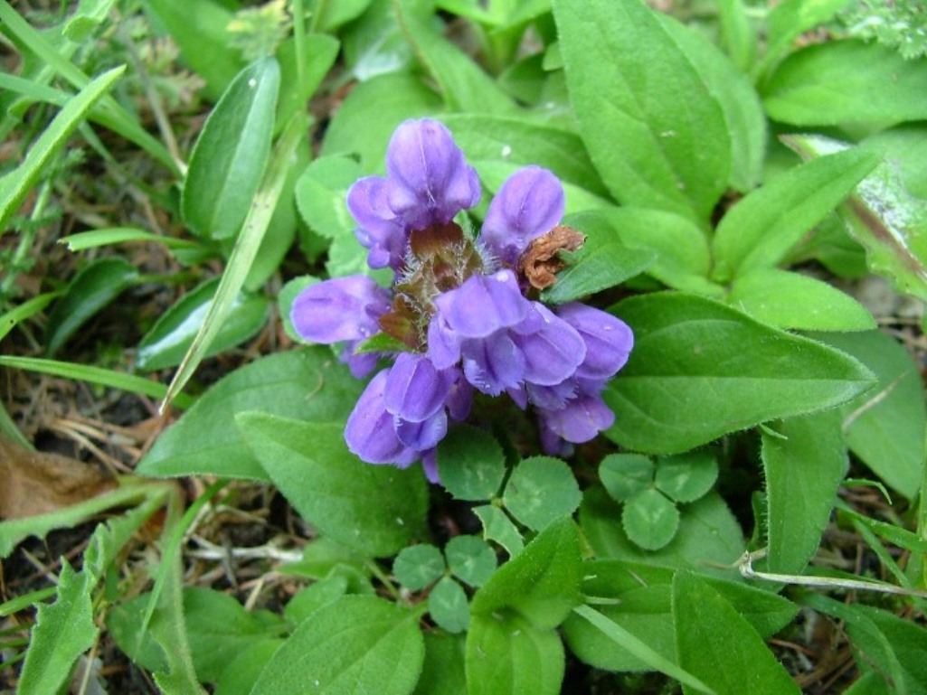 Prunella vulgaris