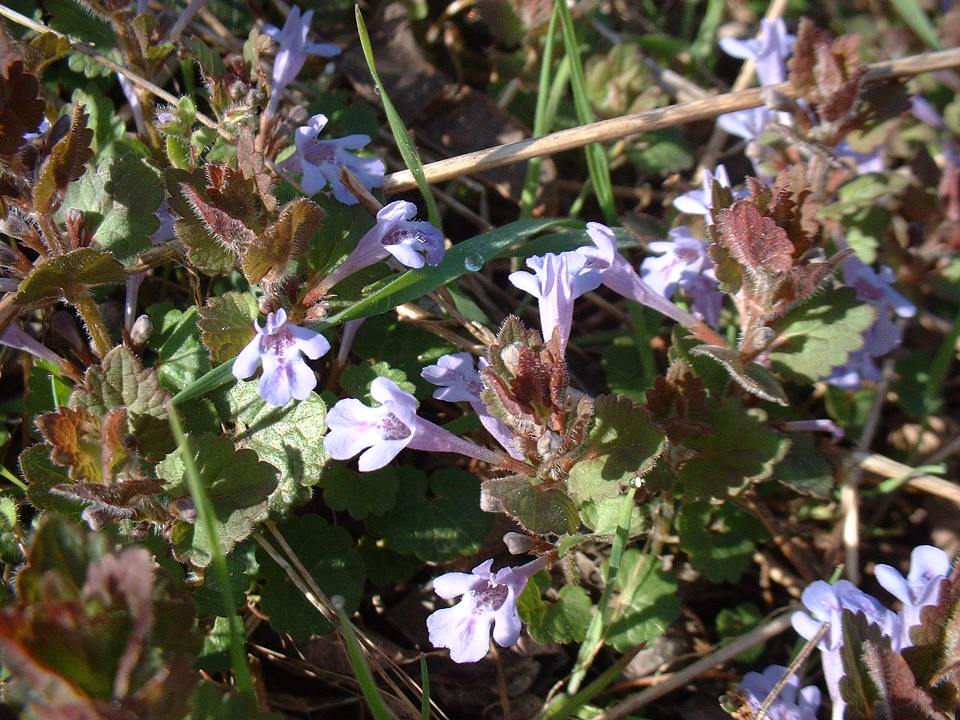 Camedrio? no, Glechoma hirsuta