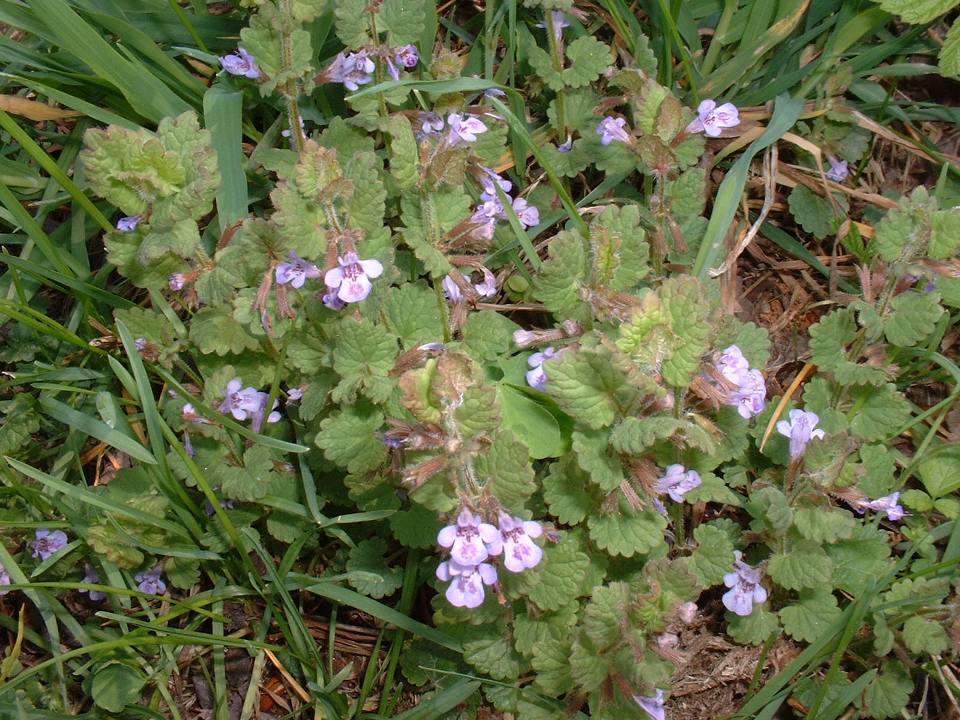 Camedrio? no, Glechoma hirsuta