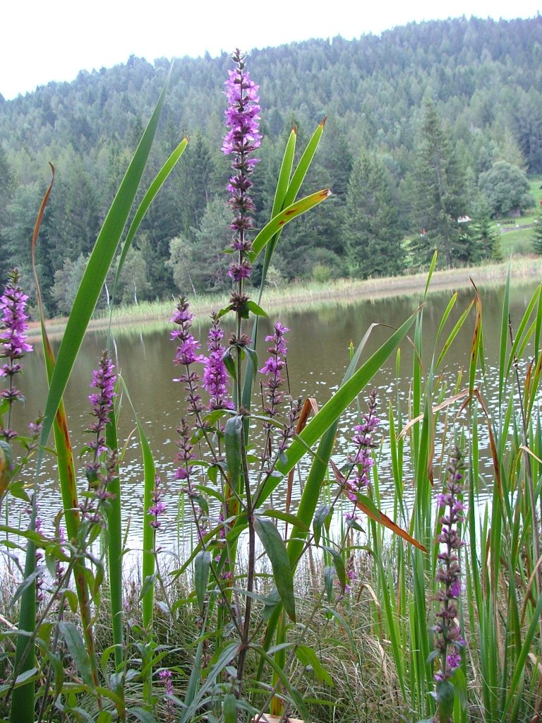 Lythrum salicaria / Salcerella comune