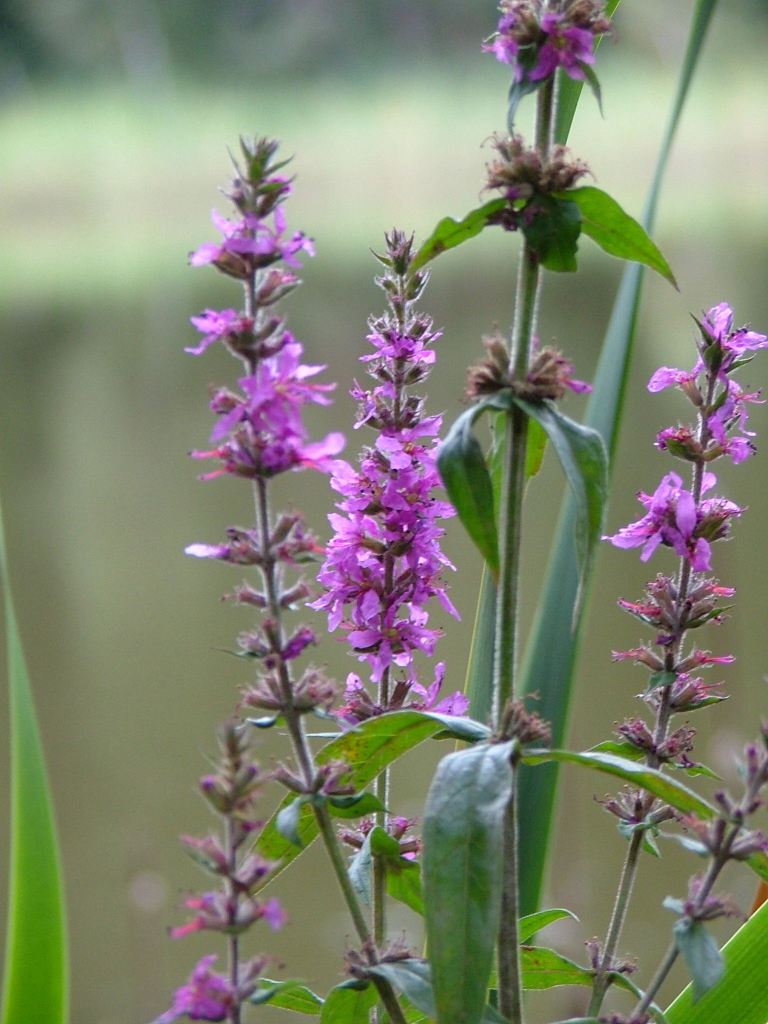 Lythrum salicaria / Salcerella comune