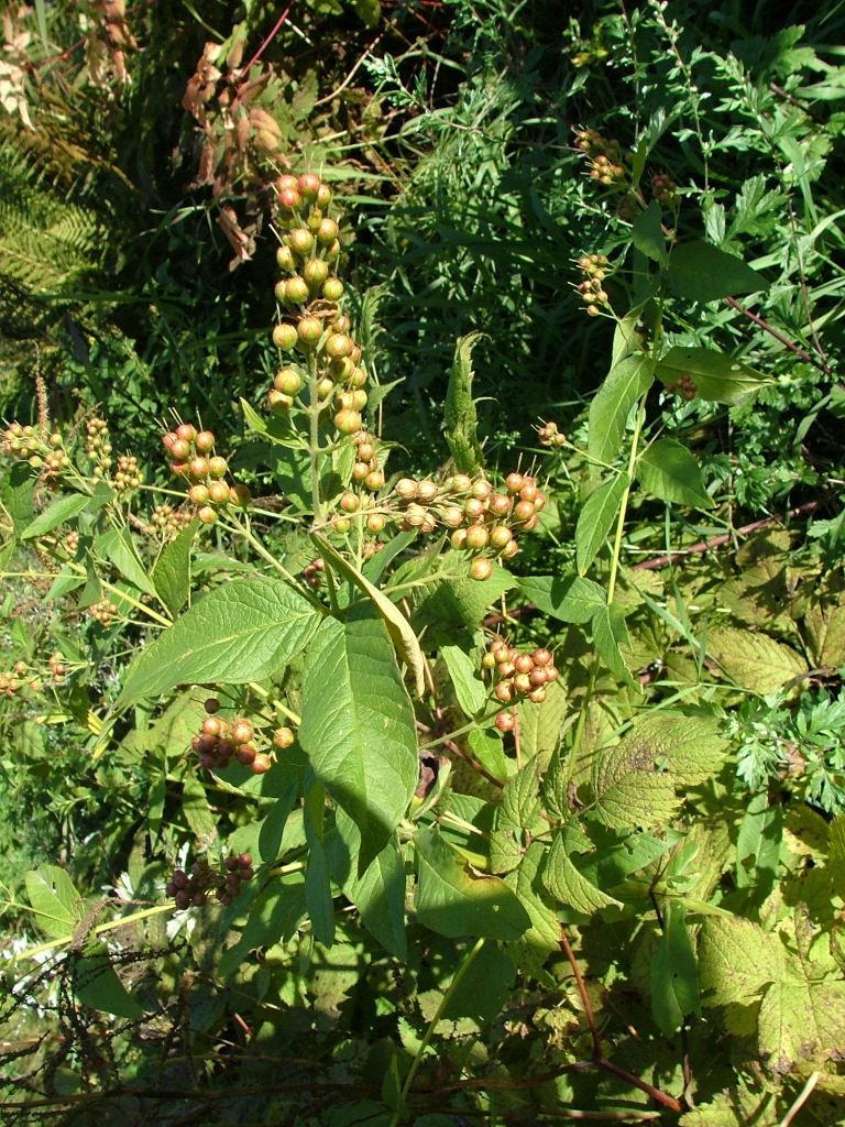 Lysimachia vulgaris in fruttificazione