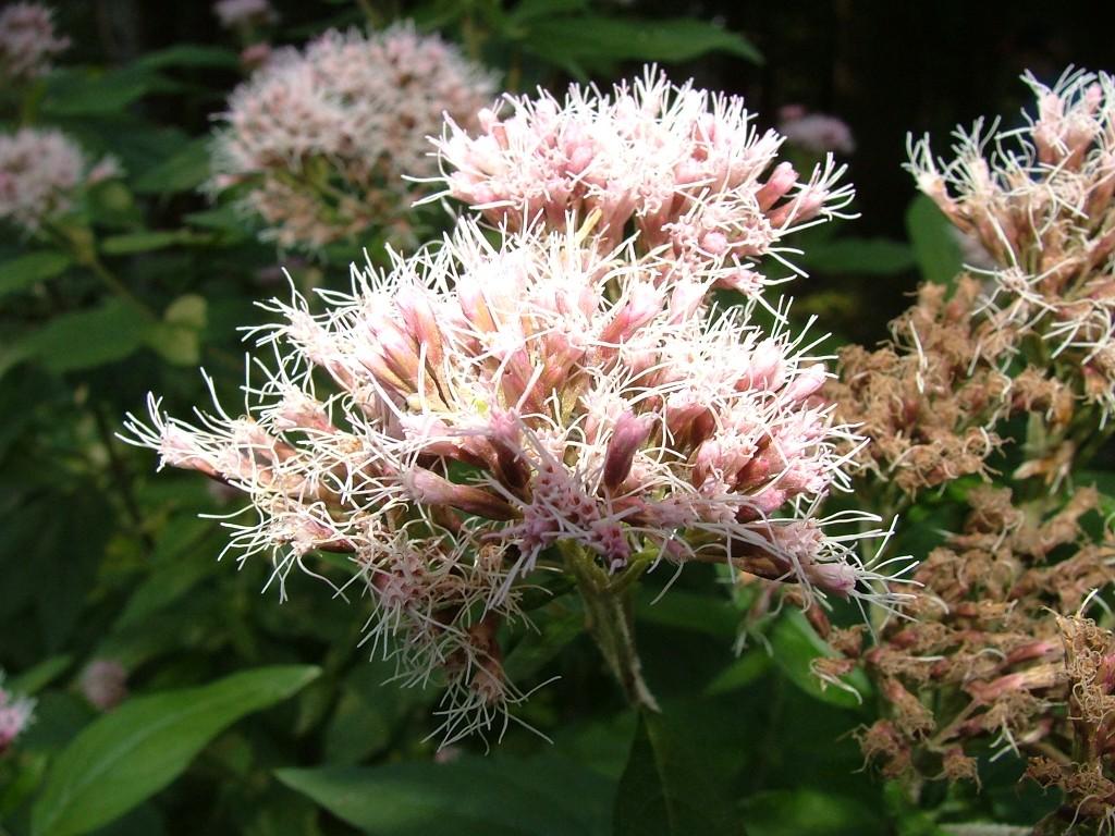 Eupatorium cannabinum