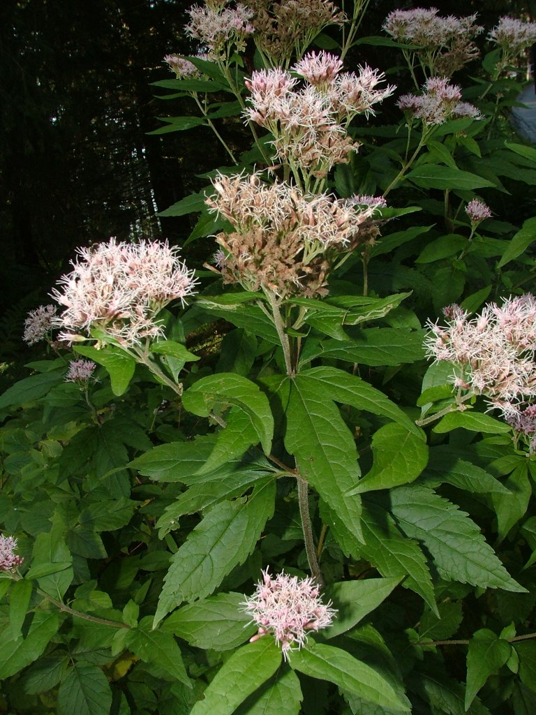 Eupatorium cannabinum