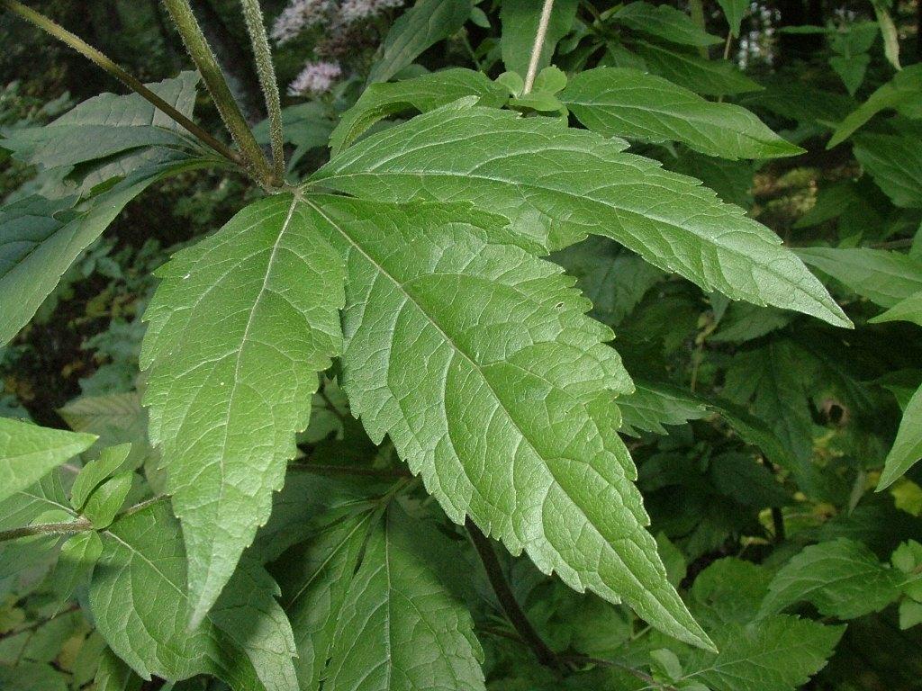 Eupatorium cannabinum