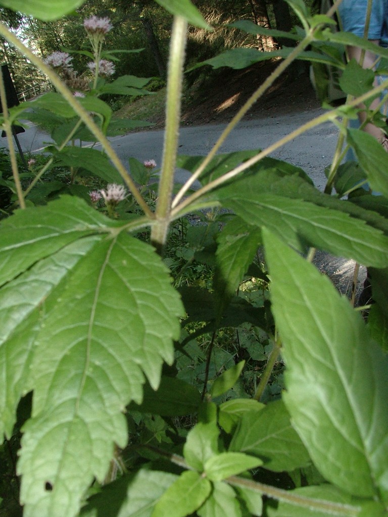 Eupatorium cannabinum