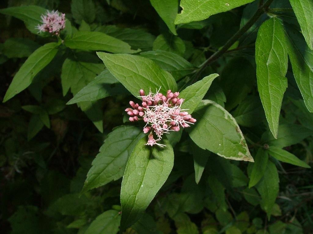 Eupatorium cannabinum