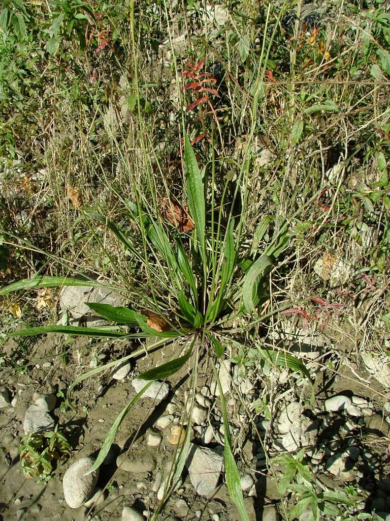 Plantago lanceolata L.