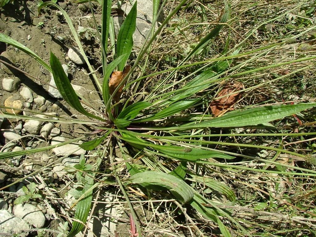 Plantago lanceolata L.