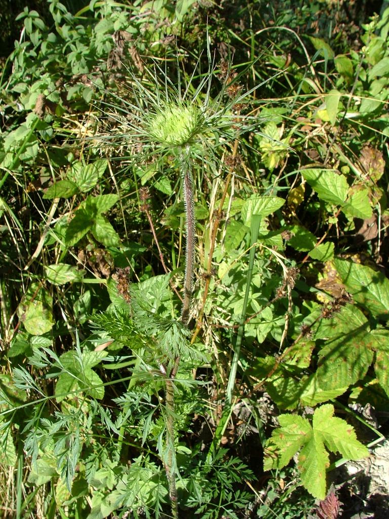 Daucus carota sl.