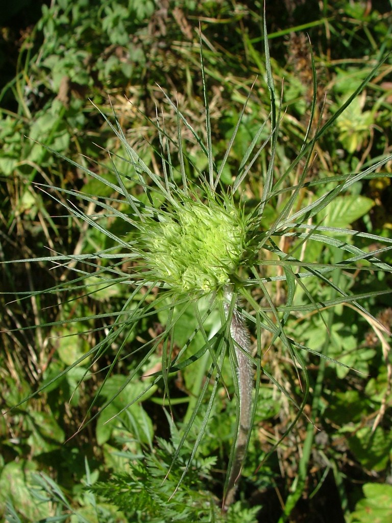 Daucus carota sl.