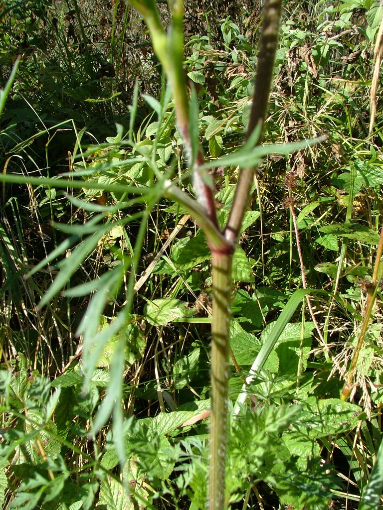 Daucus carota sl.