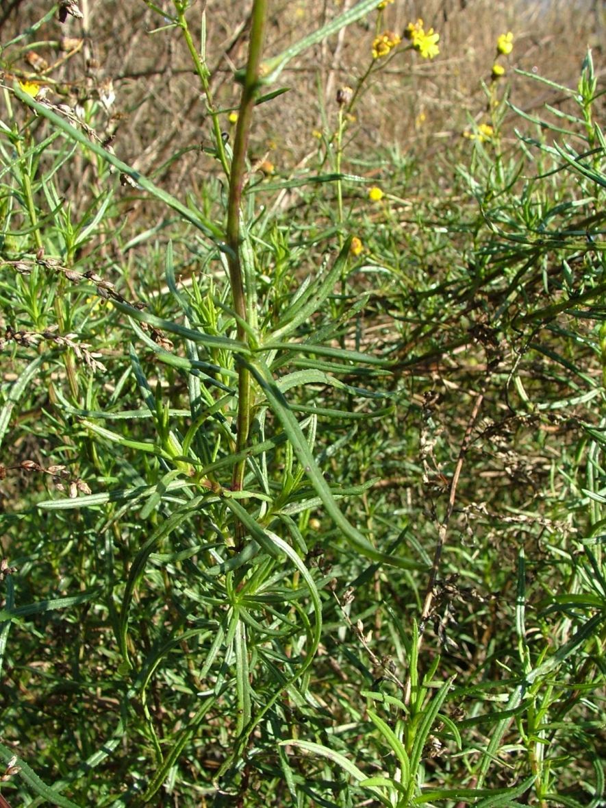 Senecio inaequidens