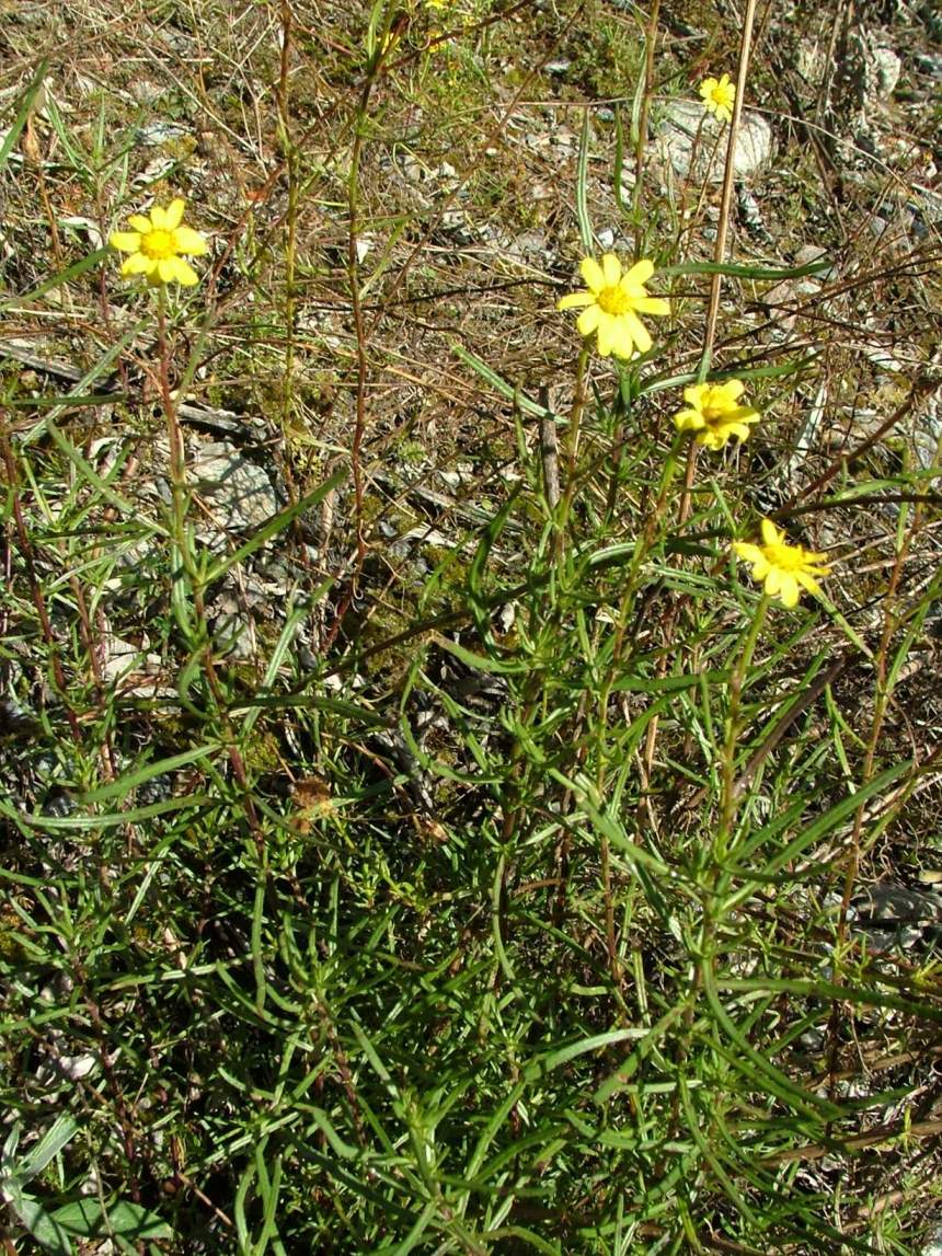 Senecio inaequidens