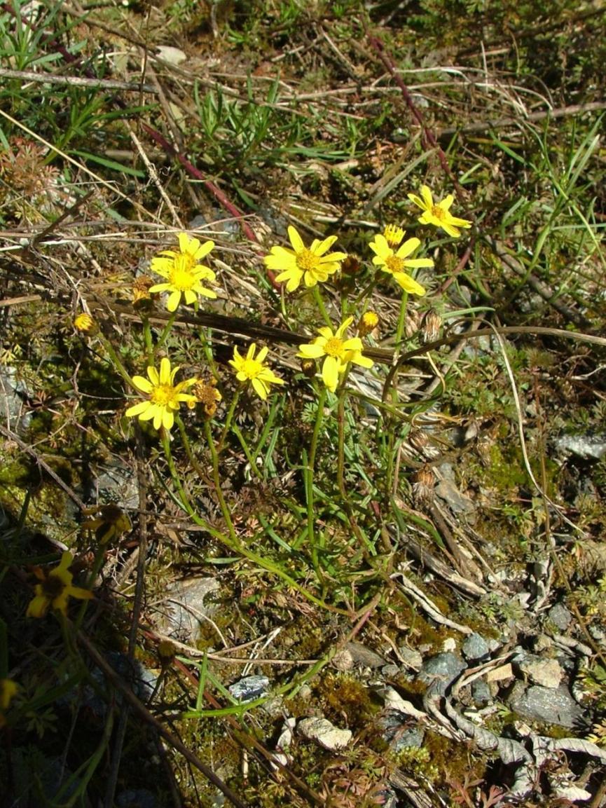 Senecio inaequidens