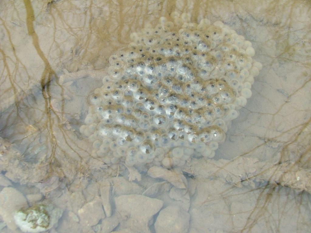 Che ovatura ? forse di Salamandra - No, rana temporaria